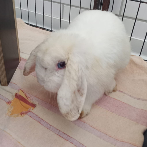 Fundkaninchen 64711 Erbach Brudergrund "Hannes"