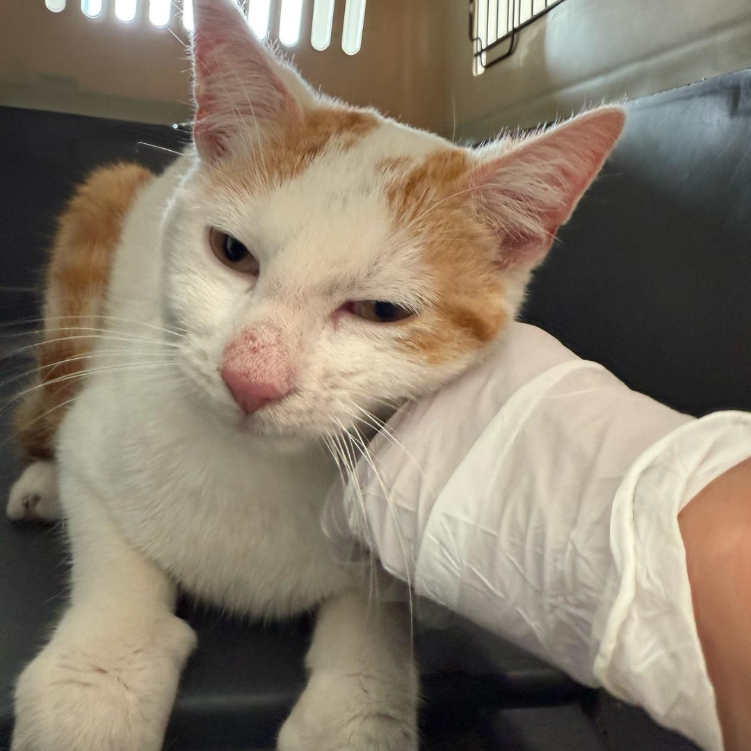 Fundkater 64732 Bad König/ Zell "Kurby"