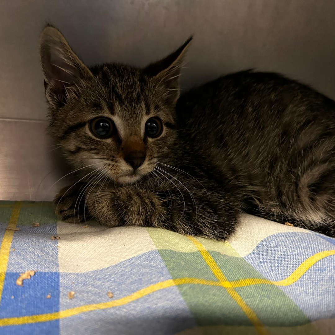 Fundkater Böllstein