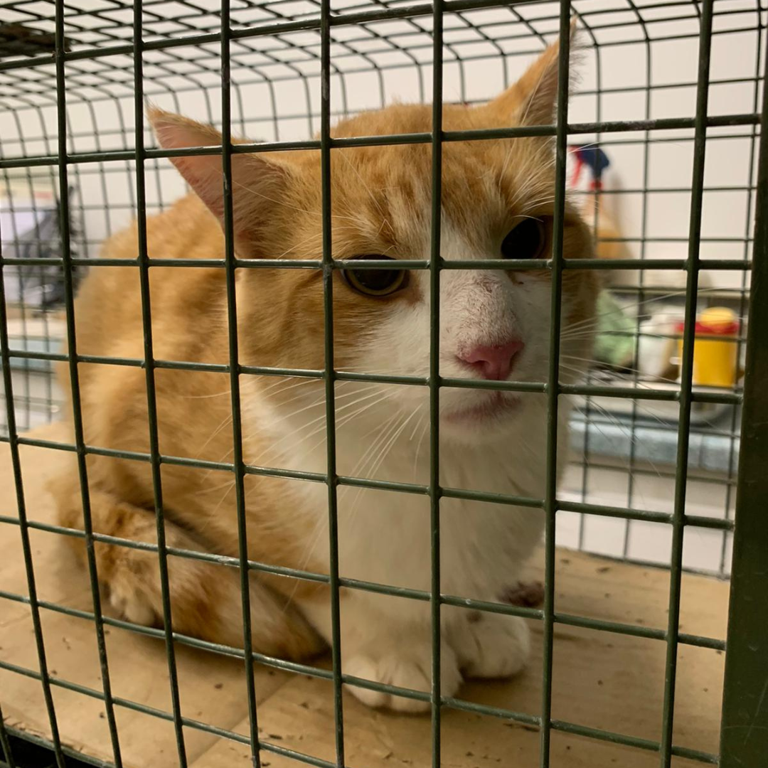 Fundkater Brensbach/ Mummenroth "Alf"