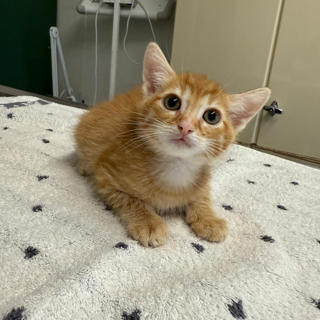 Fundkater Brombachtal "Chishiya"