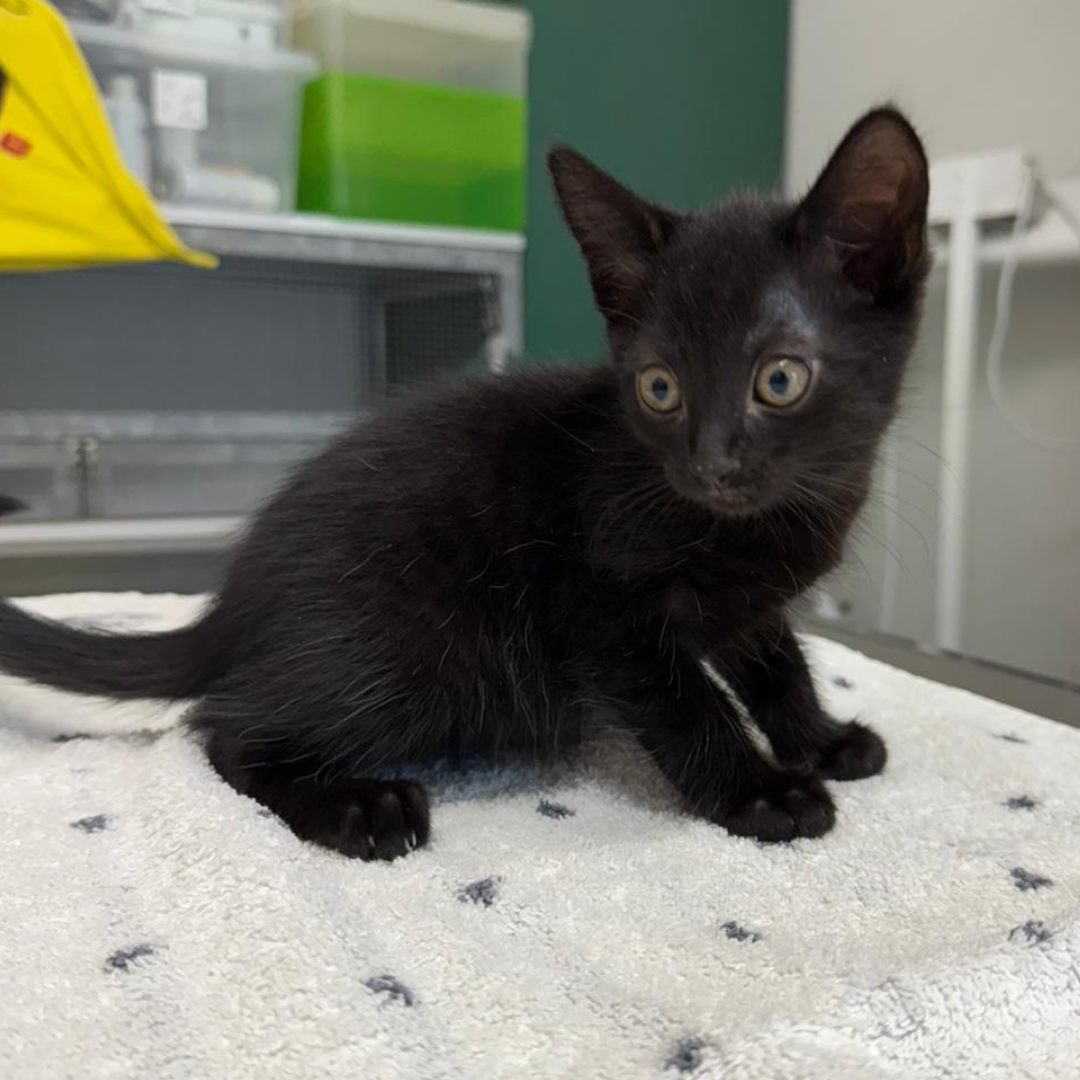 Fundkater Brombachtal "Chota"