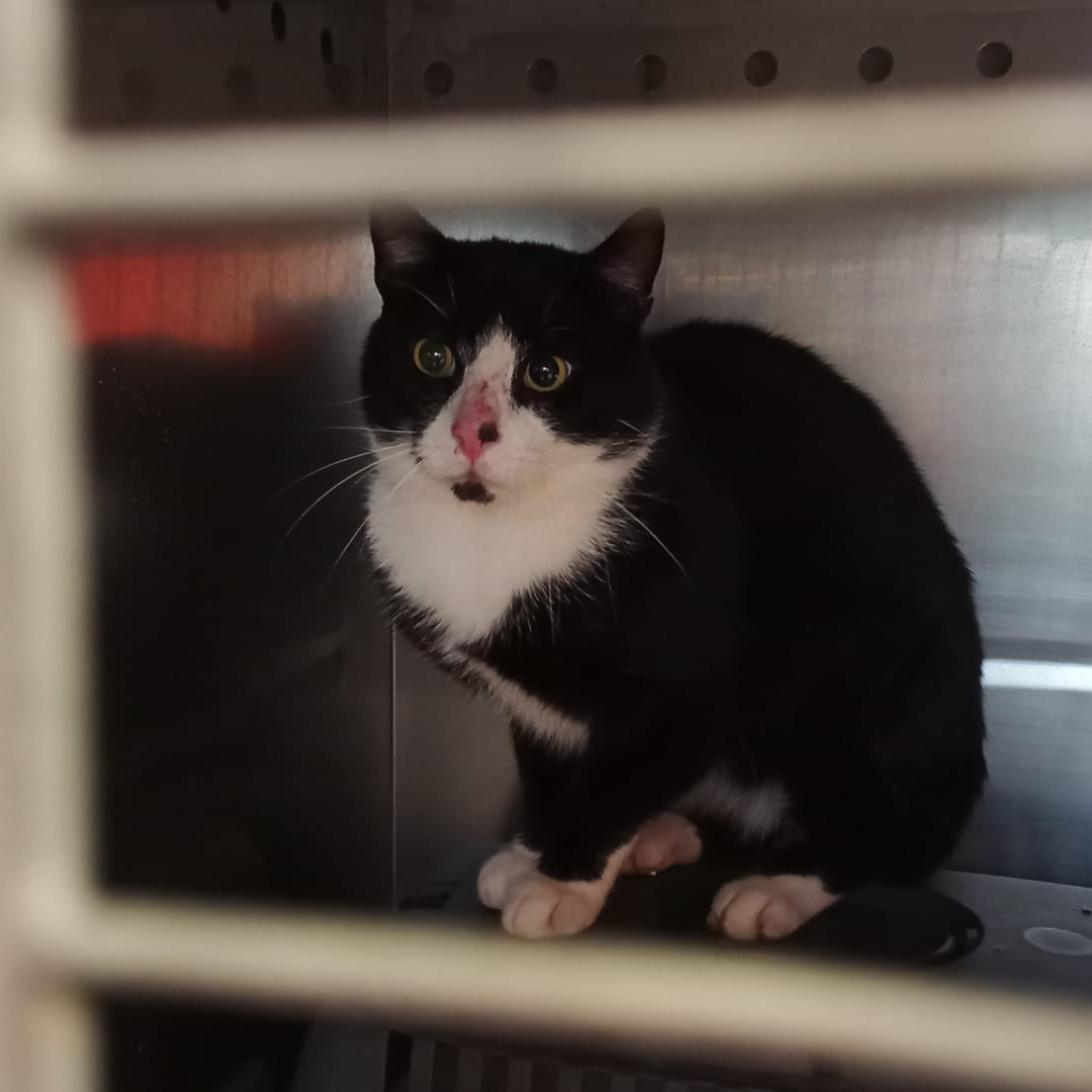 Fundkater 64711 Erbach "Araton"