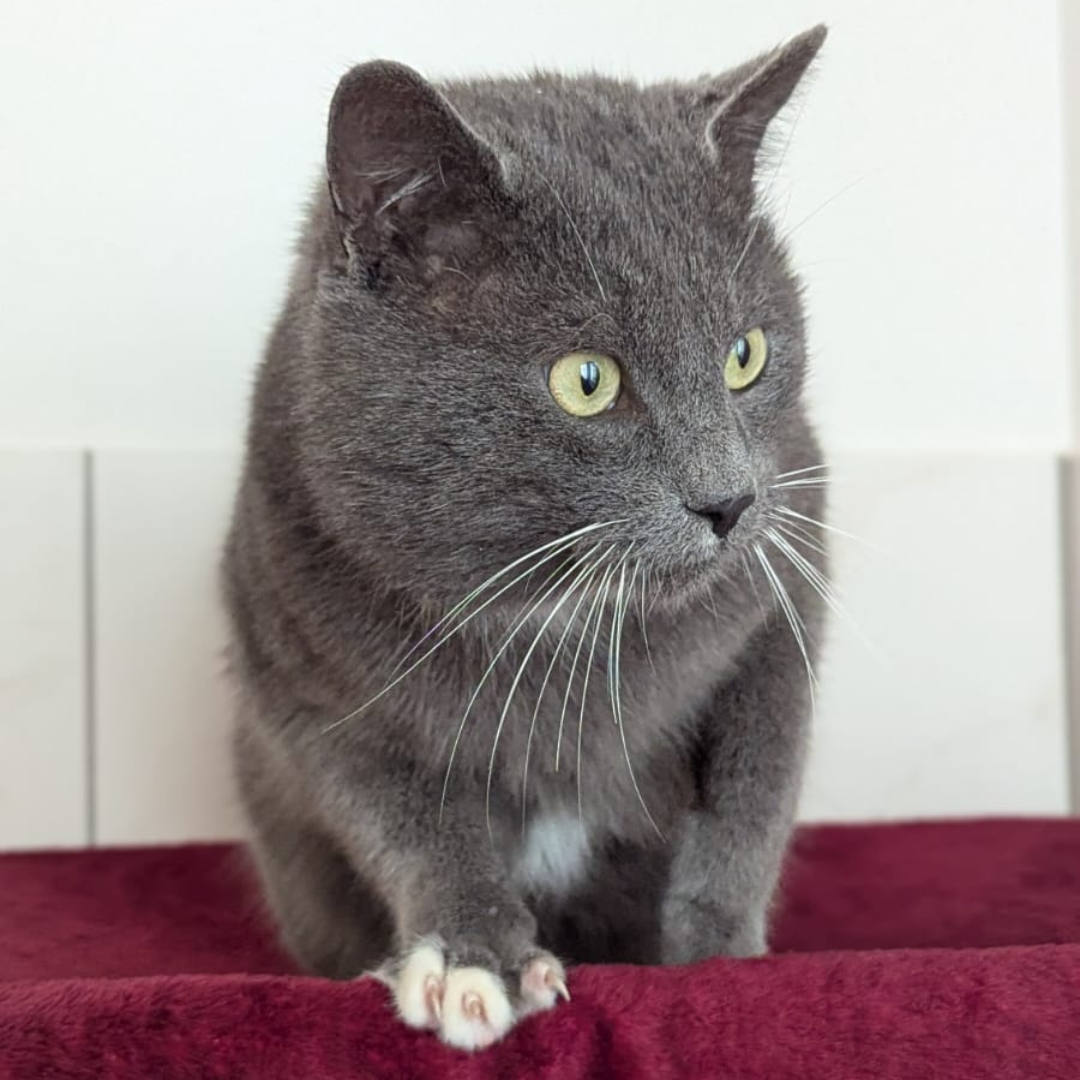 Fundkater Erbach "Vlad"