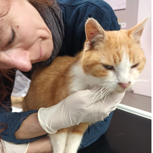 Fundkater Fränkisch-Crumbach (Lenny)