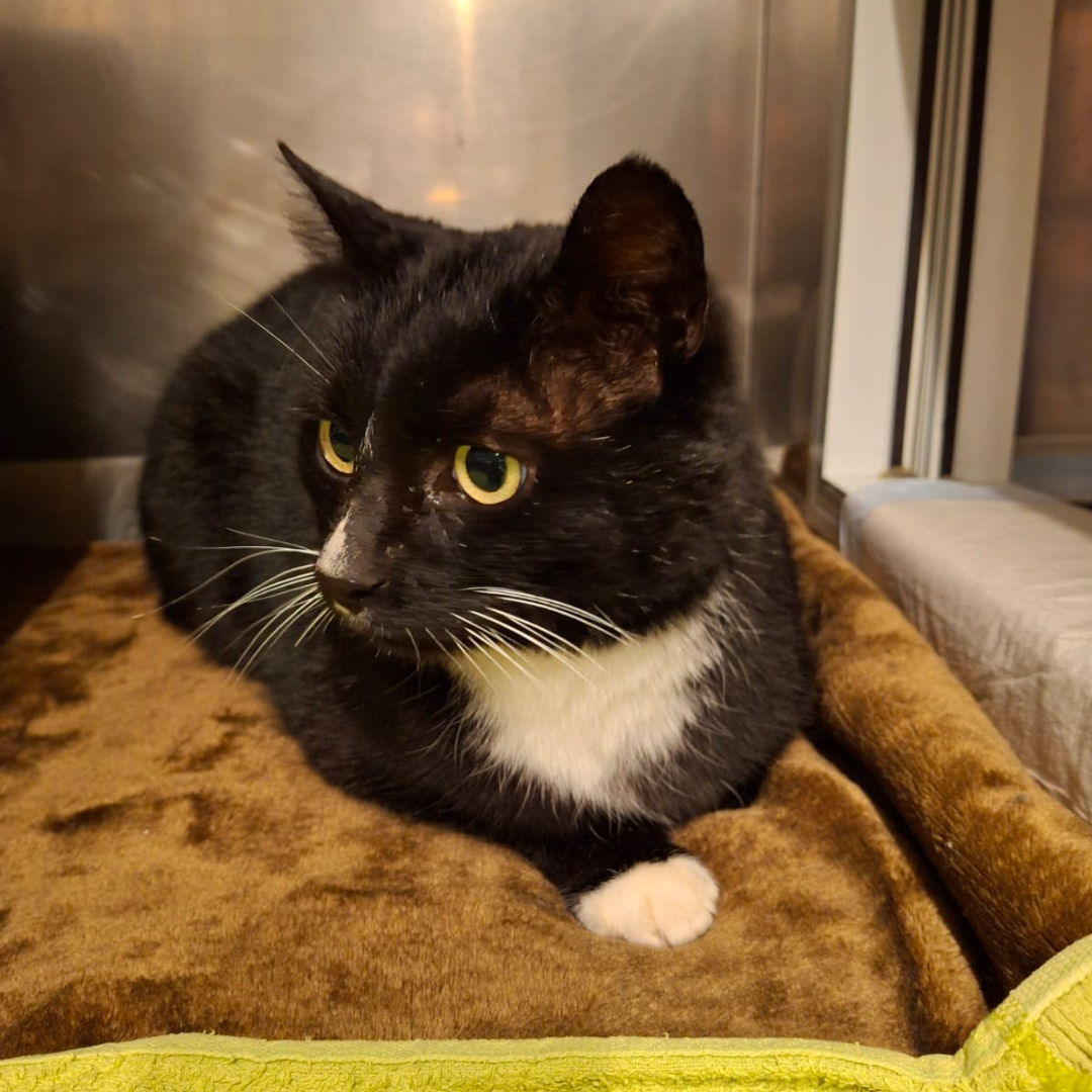 Fundkater Höchst "Noel"