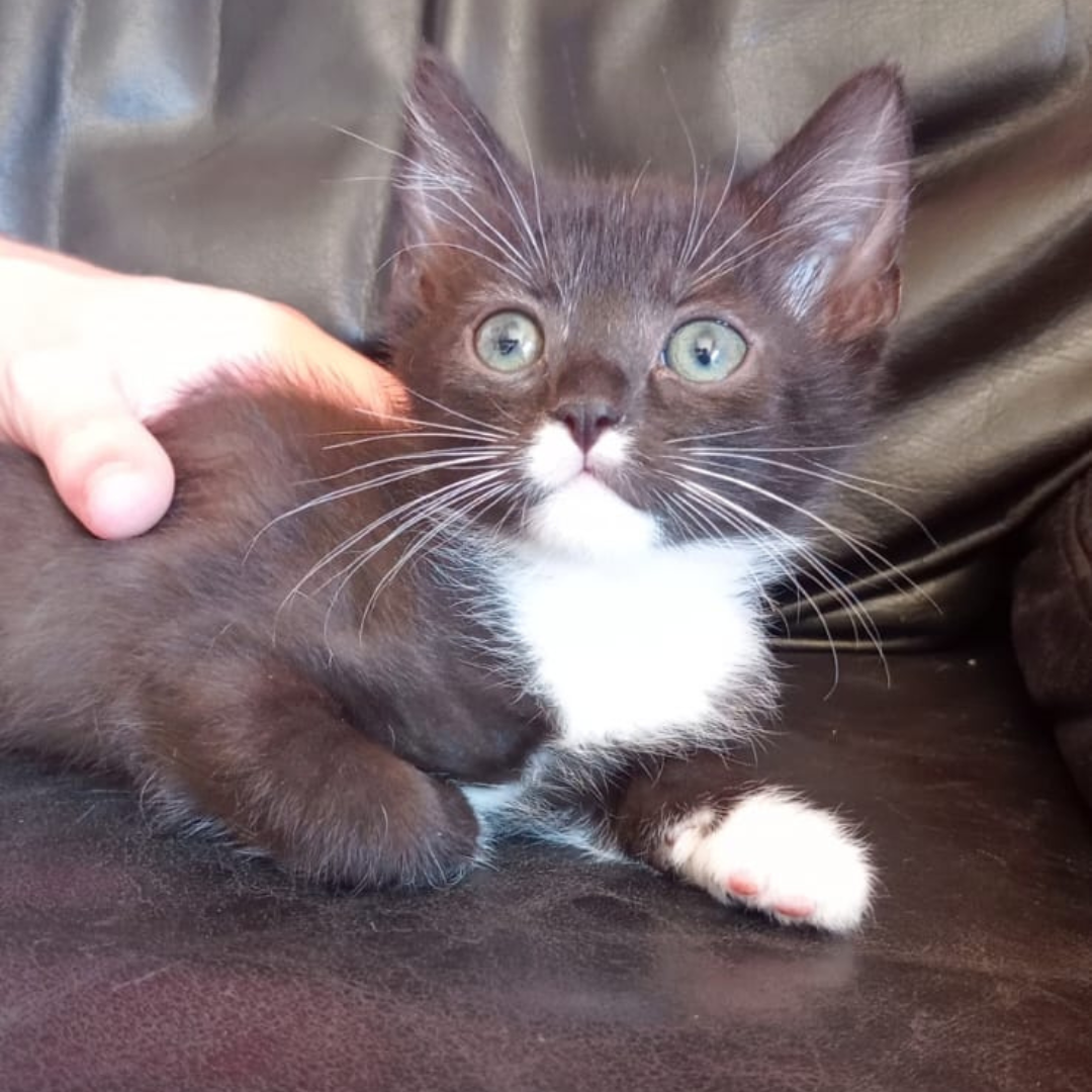 Fundkater Michelstadt "Josh"