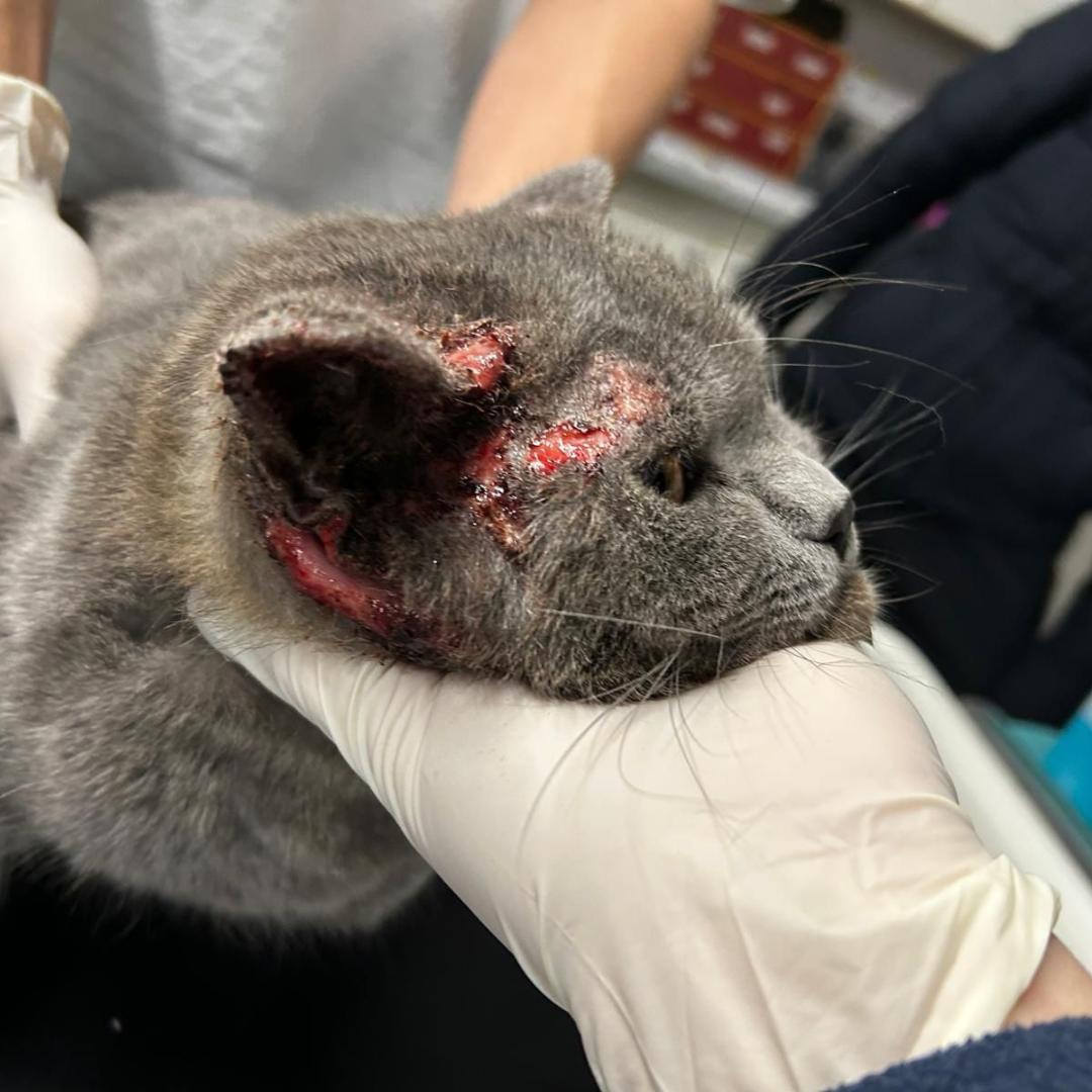 Fundkater Michelstadt "Pumba"