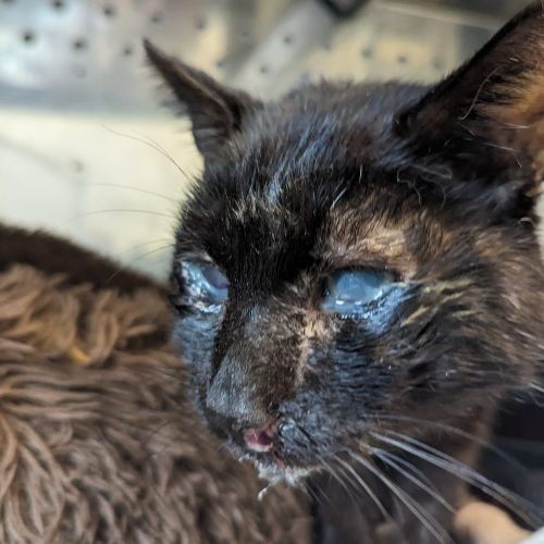 Fundkater Oberzent Einstein