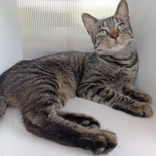 Fundkater Oberzent "Beaker"