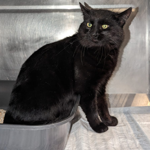 Fundkater Oberzent "Tick"