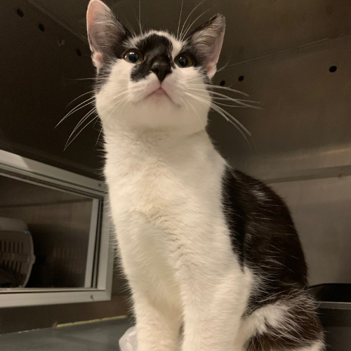 Fundkater Oberzent / Unter Sensbach "Samba"