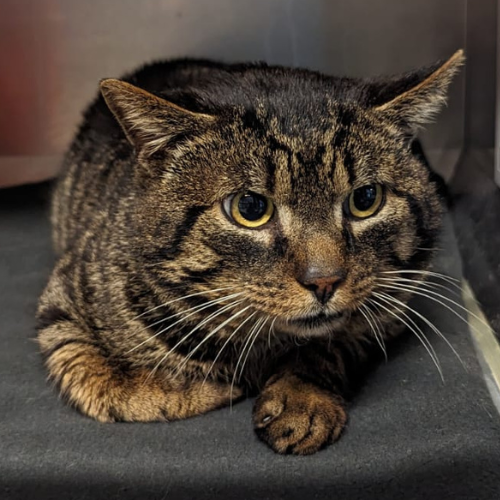 Fundkater Reichelsheim, Klein Gumpen "Gandalf"