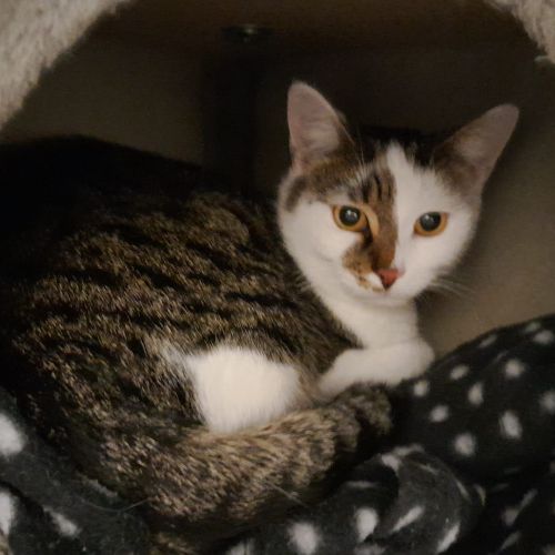 Fundkater Ober-Kainsbach "Snow"