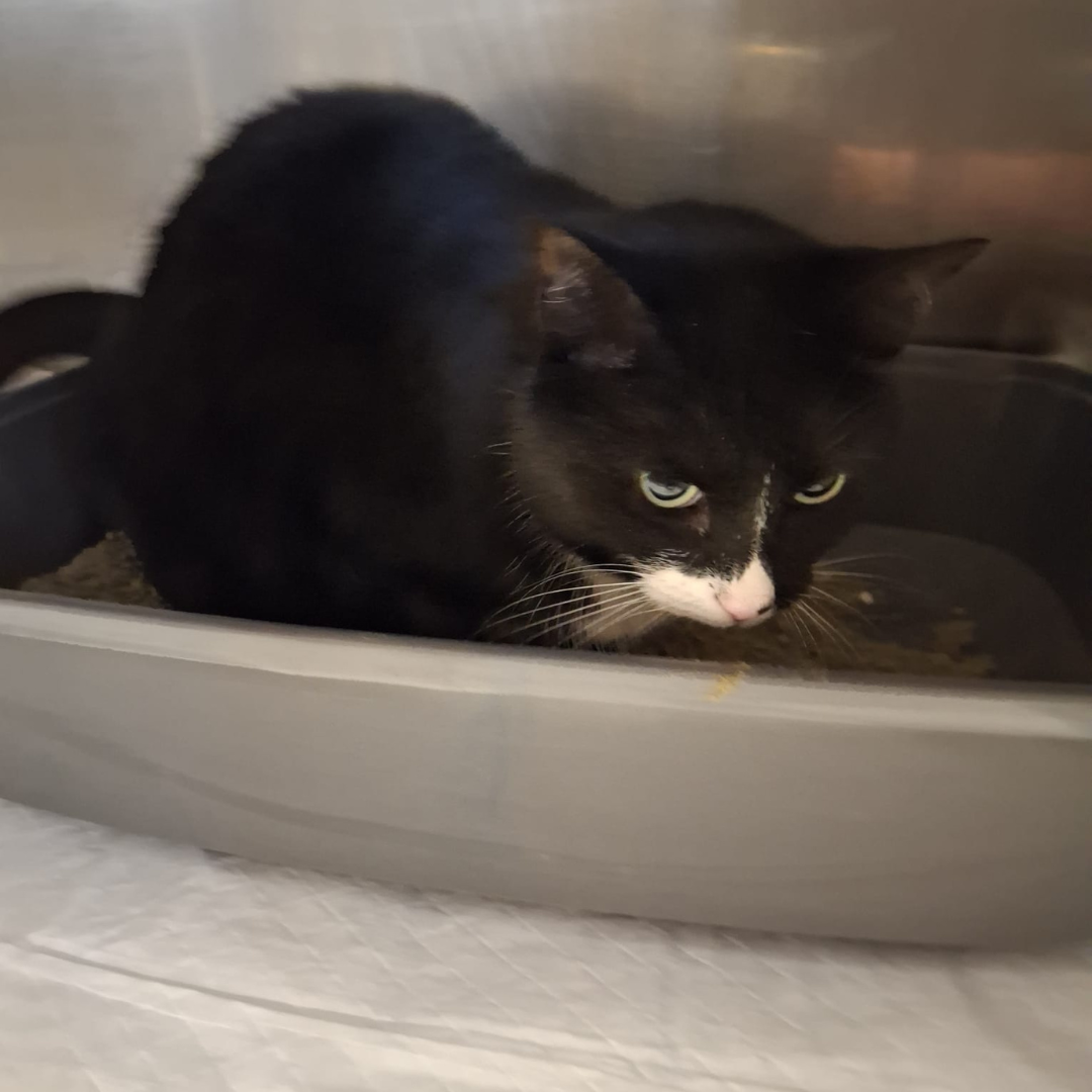 Fundkatze Bad König "Morsi"