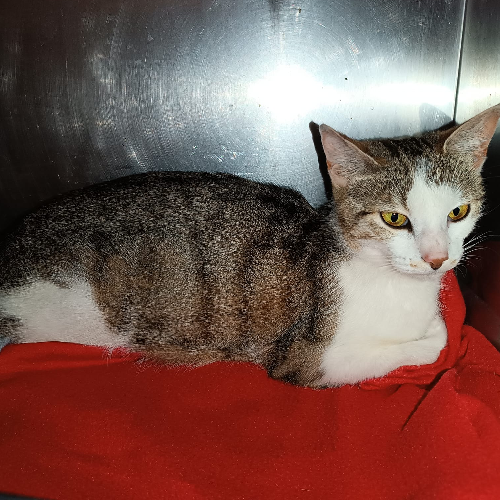 Fundkatze Böllstein - Wallbach "Miko"