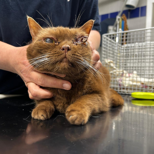 Fundkatze Höchst Odw. "Cookie"