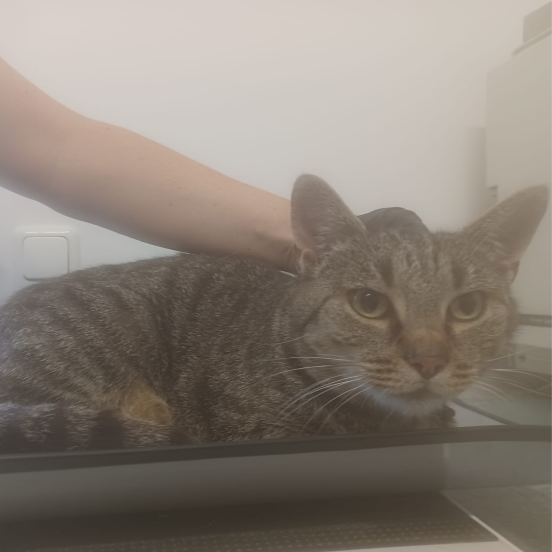 Fundkatze Höchst "Vicky"