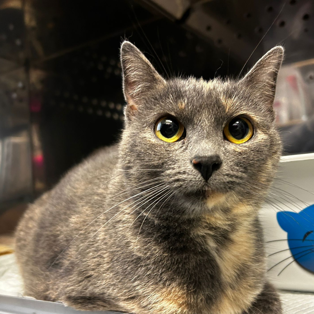 Fundkatze Lützelbach "Shaylin"