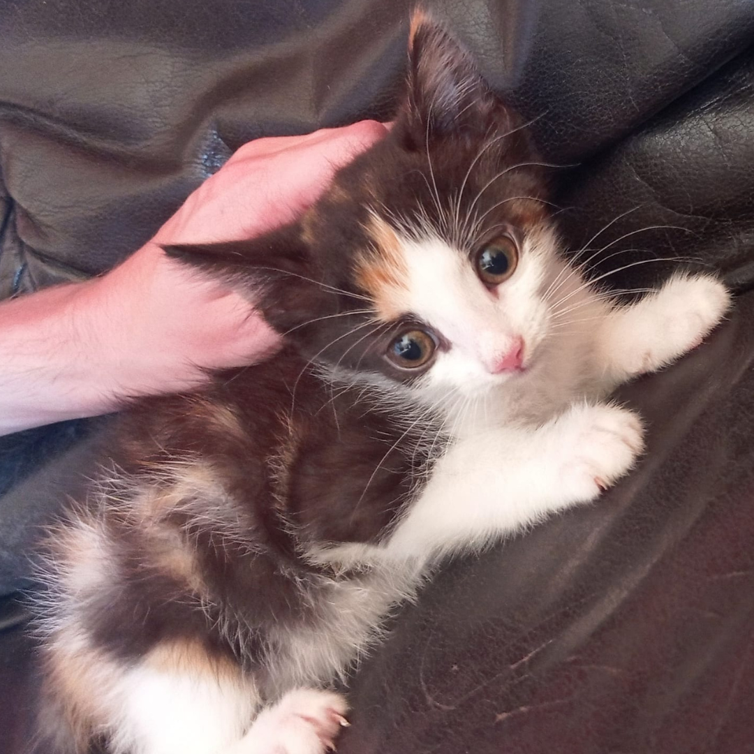 Fundkatze Michelstadt "May"