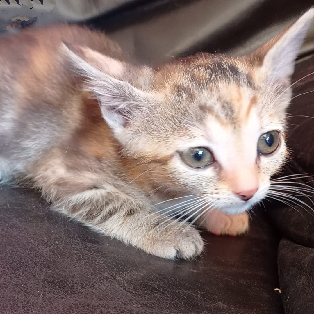 Fundkatze Michelstadt "Nairobi"