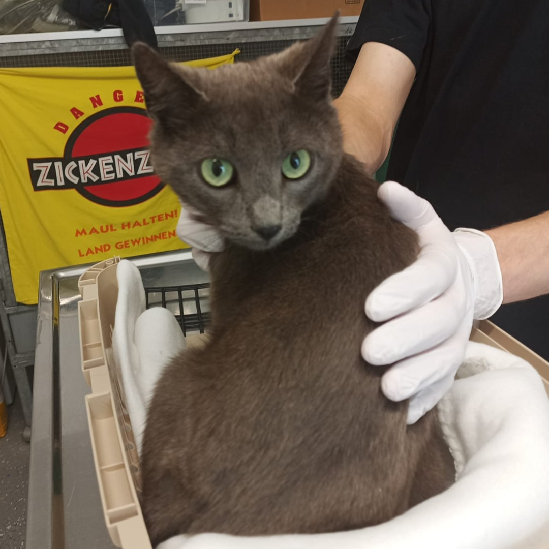 Fundkatze Michelstadt "Priya"