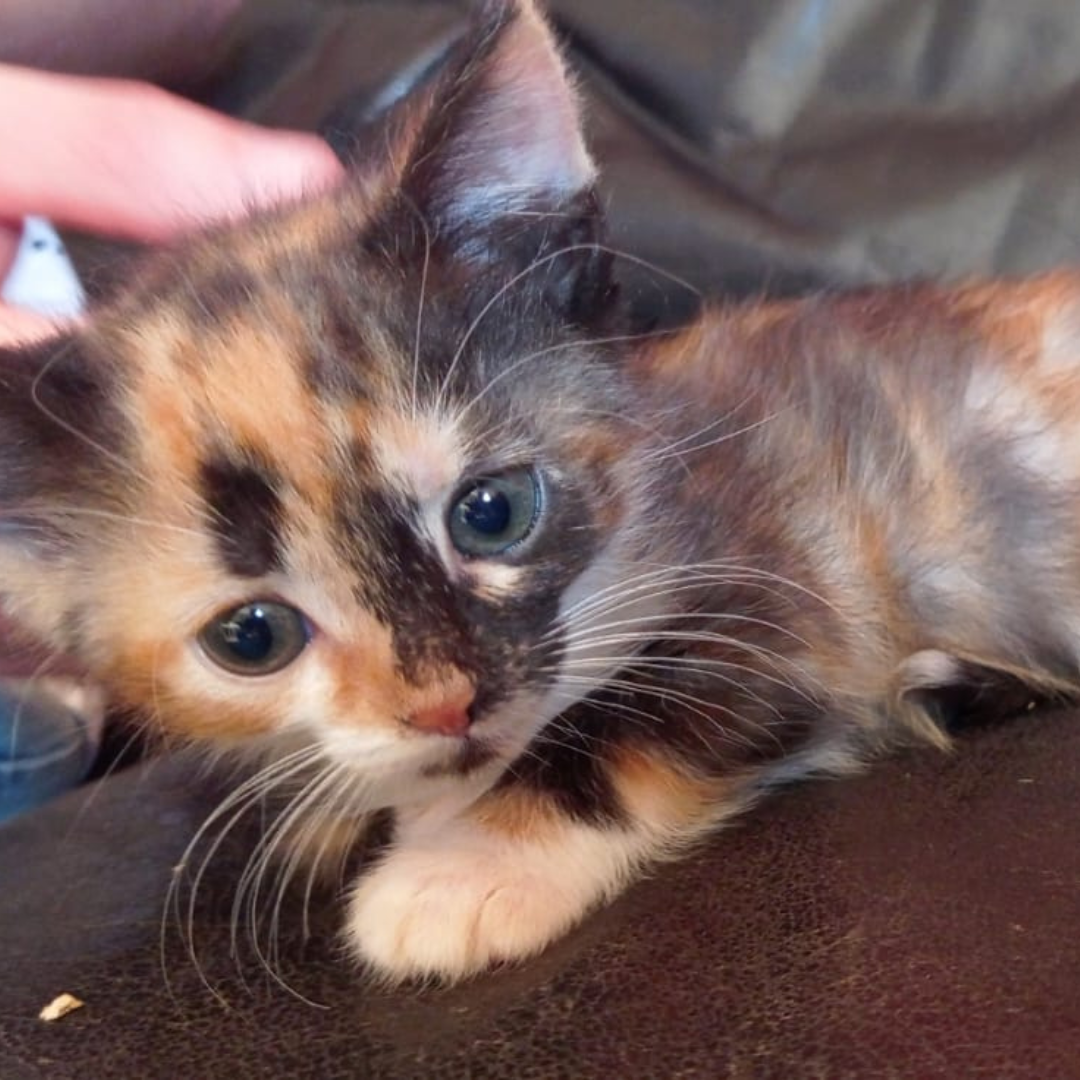 Fundkatze Michelstadt "Two Face"