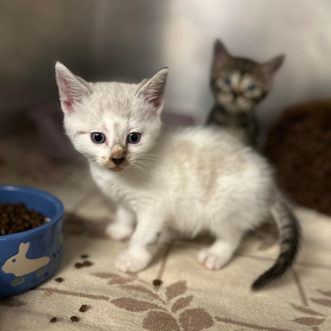 Fundkatze Michelstadt/ Vielbrunn "Mali"