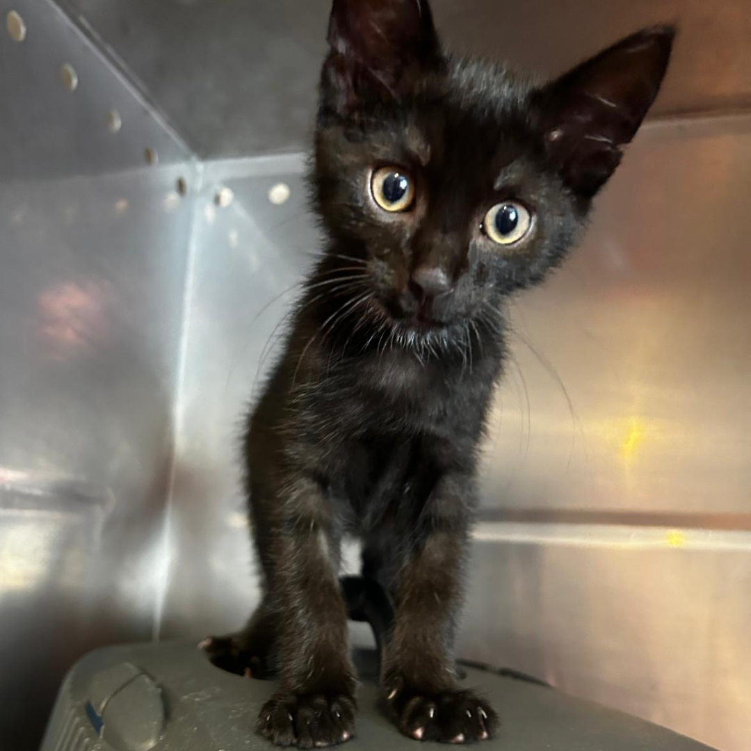 Fundkatze Oberzent "Forest"