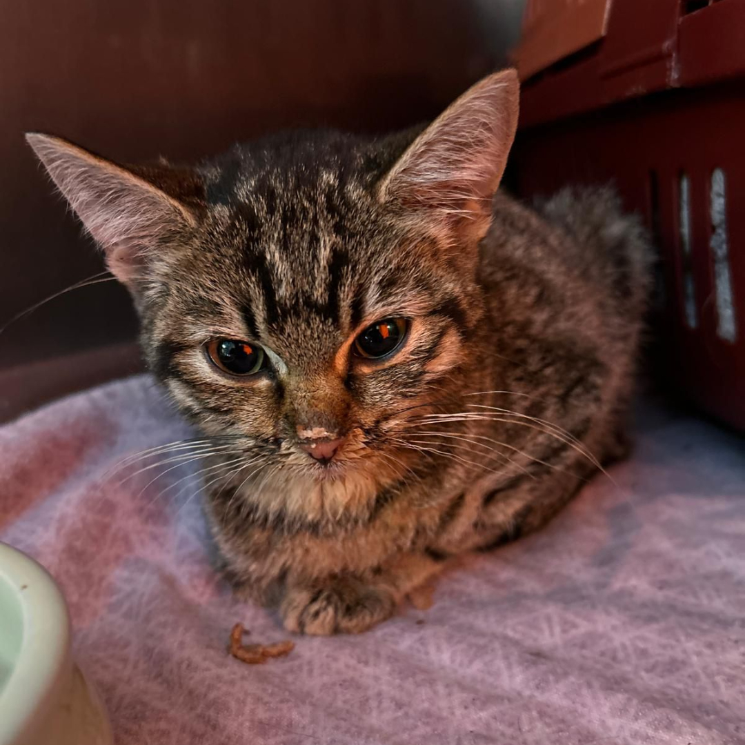 Fundkatze Unter-Ostern