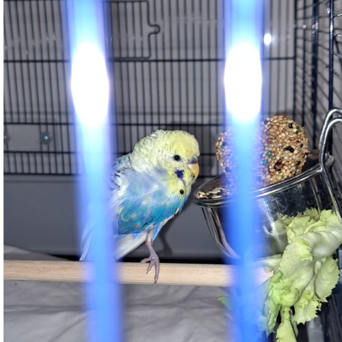 Fundvogel Erbach Odw. "Rio"