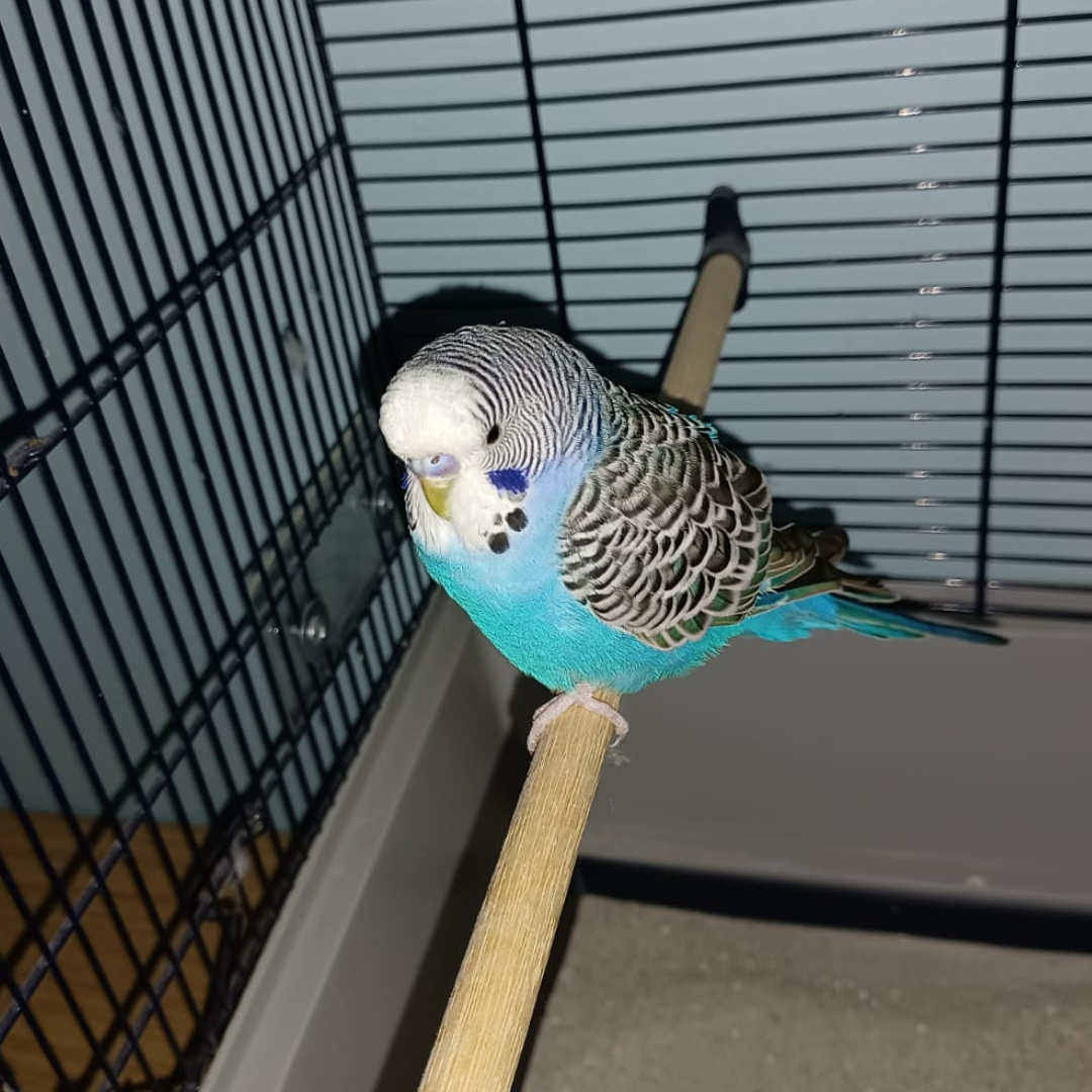 Fundvogel Michelstadt "Mik"