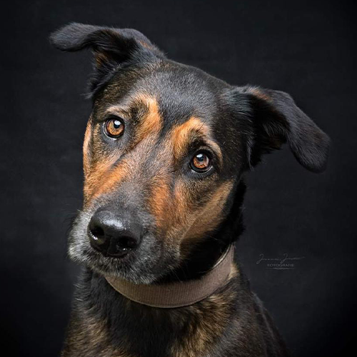 Die schweren Jungs und Mädels von der Spreng