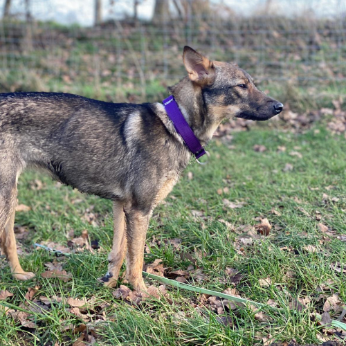Unsere Medizin-Fellchen